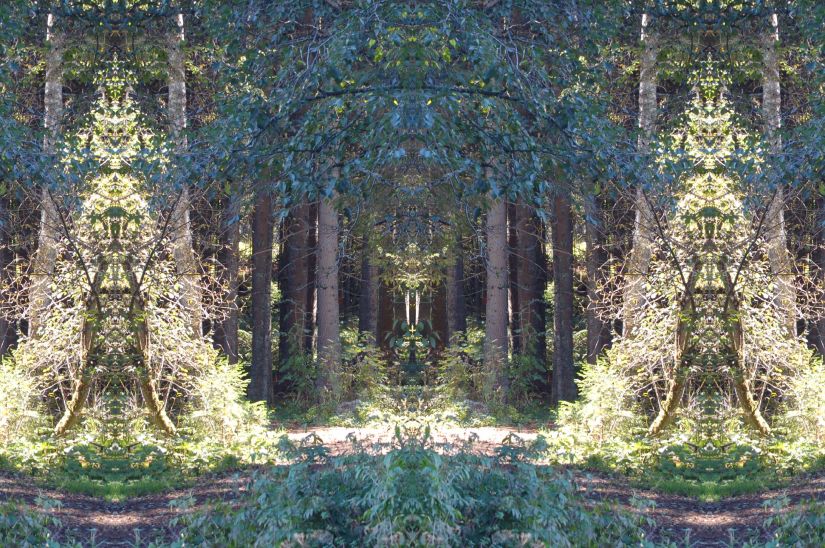 DSC_0381schwarzwwesen